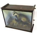 A taxidermy badger, in a naturalistic setting, contained in a wooden and glazed case, the case 66cm