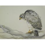 Pollyanna Pickering (1942-2018). Bird of prey and caterpillar on a tree branch, gouache, dated 1979,