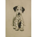 Cecil Aldin (1870-1935). Dalmation puppy, artist signed and numbered etching, 10/50, 15cm x 10cm.