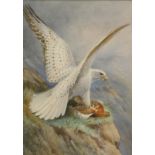 Roland Green (1890-1972). Bird of prey devouring partridge, watercolour, signed and dated 1920, 36cm