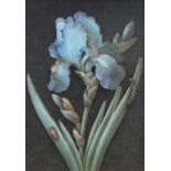 Sara Barass (20thC). Dietzsch Botanical Collection, iris, raised picture, signed, 18cm x 11cm, attri