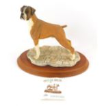 A Naturecraft Best of Breed brown Boxer dog figure, on a light wood oval base, 20cm high, with certi