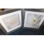 Two floral prints, each depicting close up of a rose, 49cm x 50cm, in modern silver frames. (2)