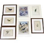 A group of ornithological related engravings, four framed, comprising heron, blue tit, sparrow and b