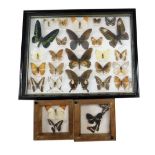 Lepidoptery. Three cases of assorted butterflies and moths.