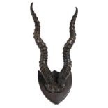 A pair of antelope horns, shield mounted, 40cm high.