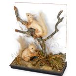 Taxidermy; Two red squirrels, in a tree and ground setting, based on a naturalistic base, 51cm high,
