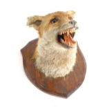 A 20thC mounted taxidermy fox head, on an oak shield back, 27cm high.