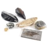 Various fossils, shell fossils, 6cm wide etc (quantity)