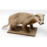 A taxidermy figure of a badger, on a rectangular naturalistic base, 65cm wide.