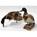 Two taxidermy figures of ducks, one mounted on a piece of bark, 23cm high, and a further unmounted e