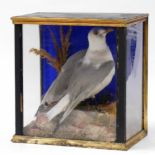 A taxidermy model of a seagull, on naturalistic base, contained within a glazed front and side cabin