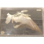 A taxidermy skeletal sample of a pigeon's wing, with TG, London label, 34cm wide.