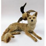 Taxidermy. Comprising seated fox, 47cm wide, and a duck in flight, mounted on a wire and wooden base