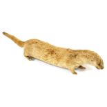 A taxidermy model of an otter, 106cm long.