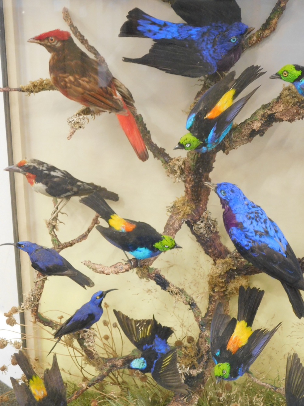 Taxidermy case of fourteen mixed exotic bird specimens, mounted on a branch within naturalistic drie - Bild 4 aus 4