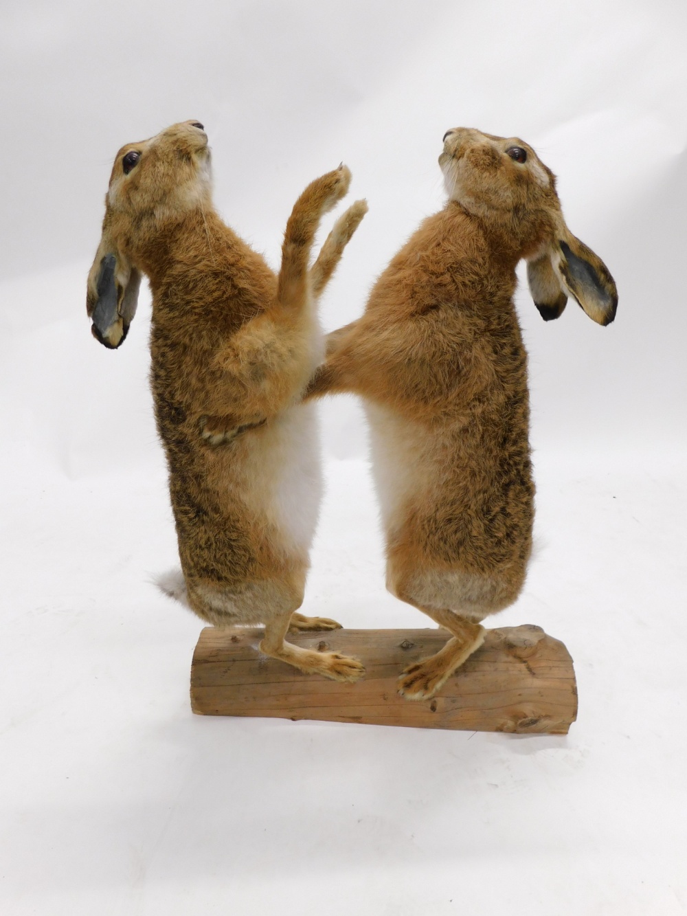 Taxidermy specimens of two 'boxing' Hares, mounted on a half log, 72cm high 52.5cm wide - Bild 2 aus 2