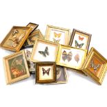Fourteen glazed cases of tropical butterflies, including Kurle Swallow, Napocles Jacunda and Philea,