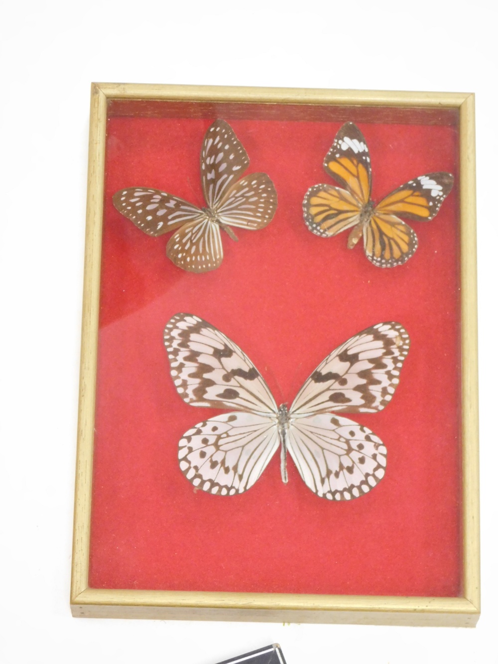 Taxidermy cased butterflies, Paris Peru, various others. (3 cases) - Bild 3 aus 7