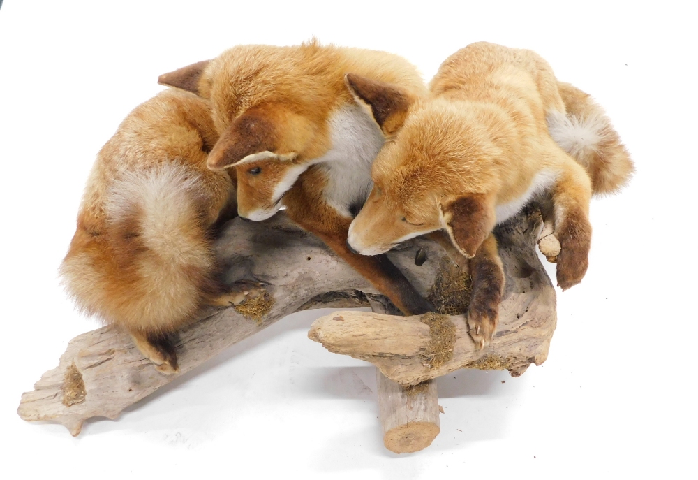 Two fine taxidermy specimens of foxes, mounted together on rustic logs, 44cm high 115cm long - Bild 2 aus 2