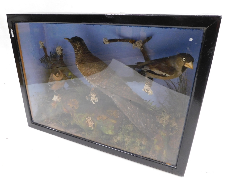 Taxidermy specimens of a cuckoo, hawfinch and bullfinch, within a naturalistic setting of moorland b - Bild 4 aus 4