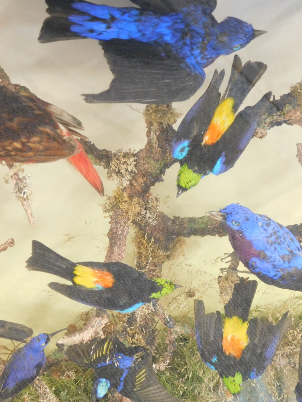 Taxidermy case of fourteen mixed exotic bird specimens, mounted on a branch within naturalistic drie - Bild 3 aus 4