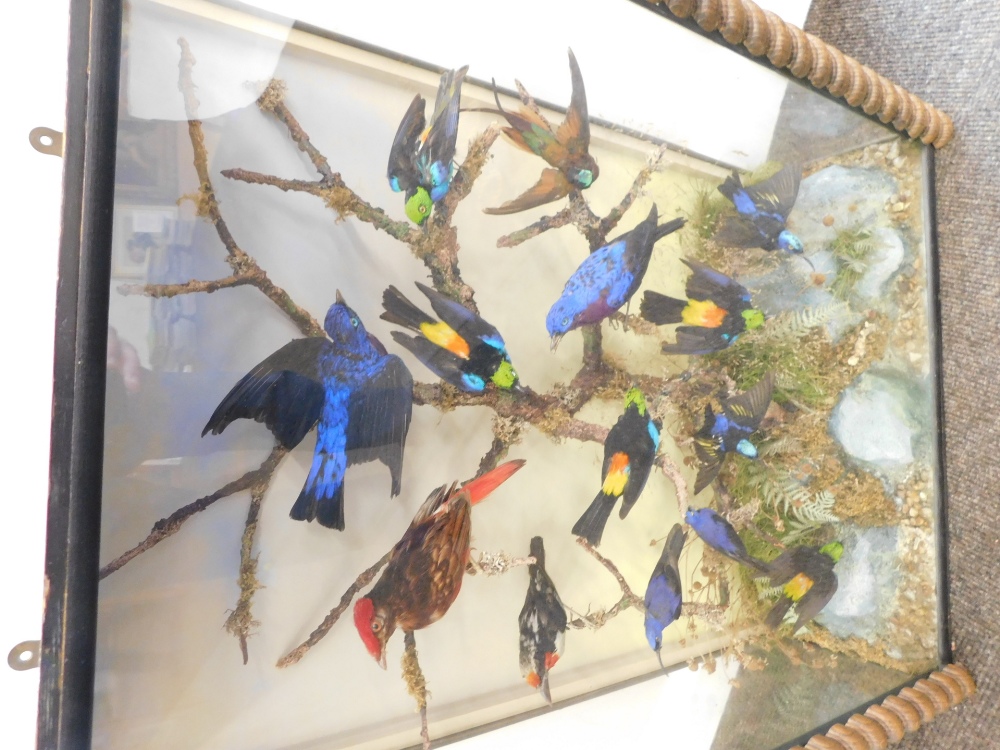 Taxidermy case of fourteen mixed exotic bird specimens, mounted on a branch within naturalistic drie - Bild 2 aus 4