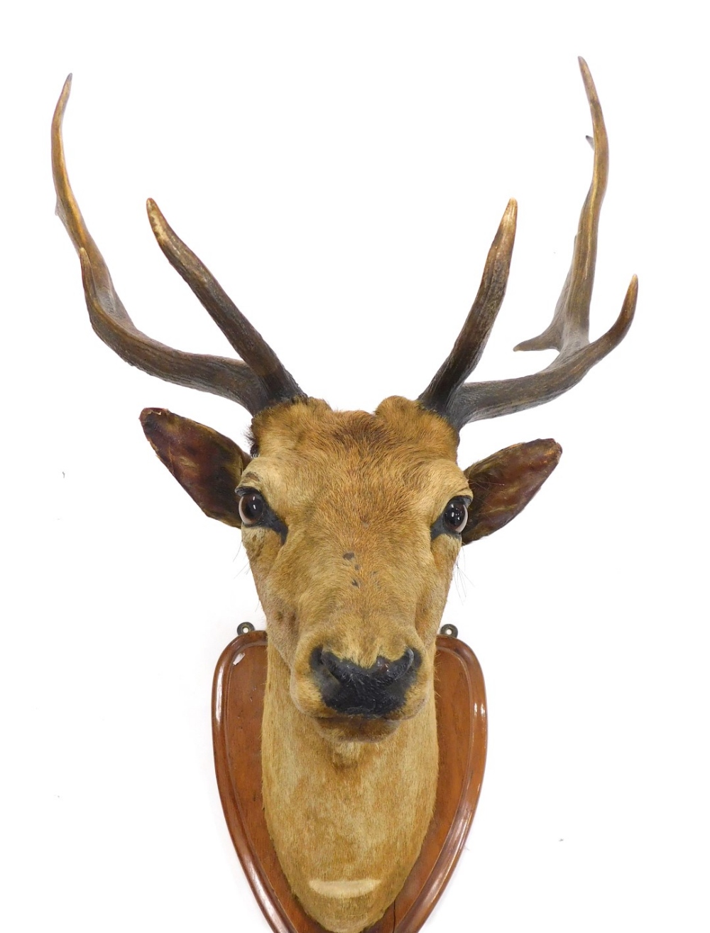 Taxidermy specimen of red deer stag's head, with antlers, (18 points) mounted on a polished oak shie