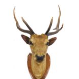 Taxidermy specimen of red deer stag's head, with antlers, (18 points) mounted on a polished oak shie