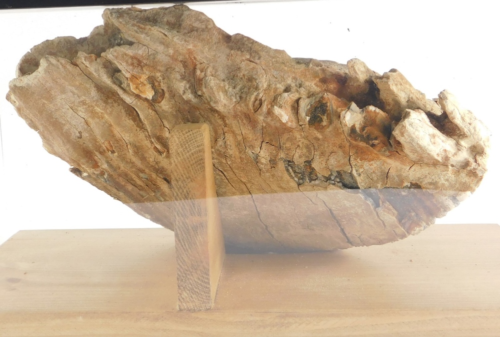 A fossilized mammoth tooth, in fitted Perspex case, the tooth 27cm high.