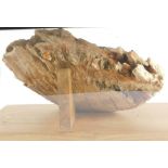 A fossilized mammoth tooth, in fitted Perspex case, the tooth 27cm high.