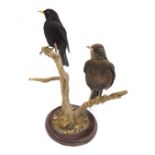 Taxidermy specimens of a pair of blackbirds, male and female on a circular plinth perched on a branc