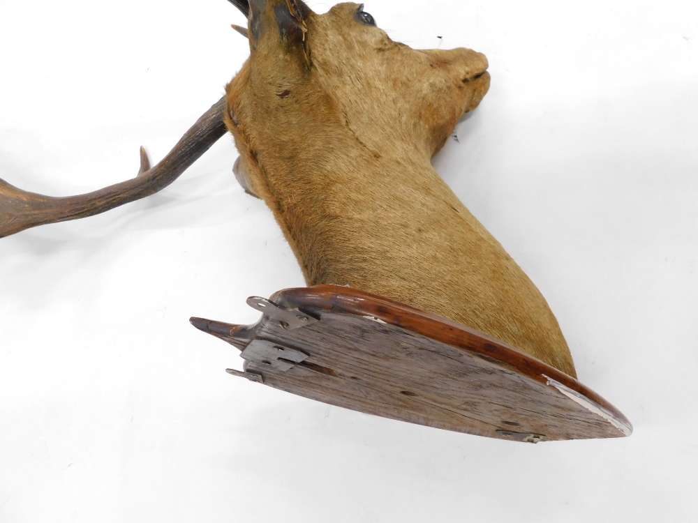 Taxidermy specimen of red deer stag's head, with antlers, (18 points) mounted on a polished oak shie - Bild 5 aus 5