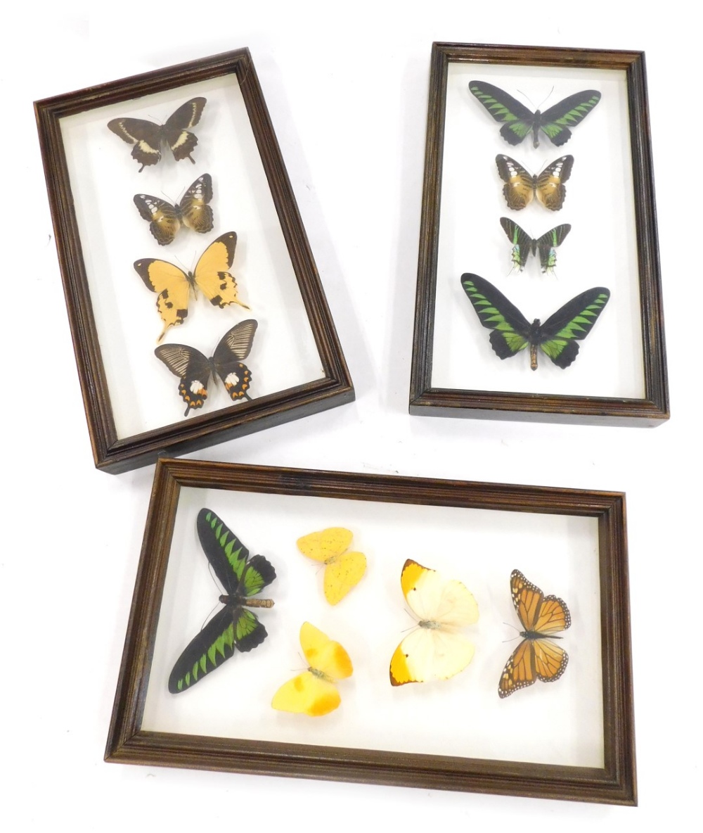 Three similar glazed cases of tropical butterflies.