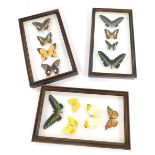 Three similar glazed cases of tropical butterflies.