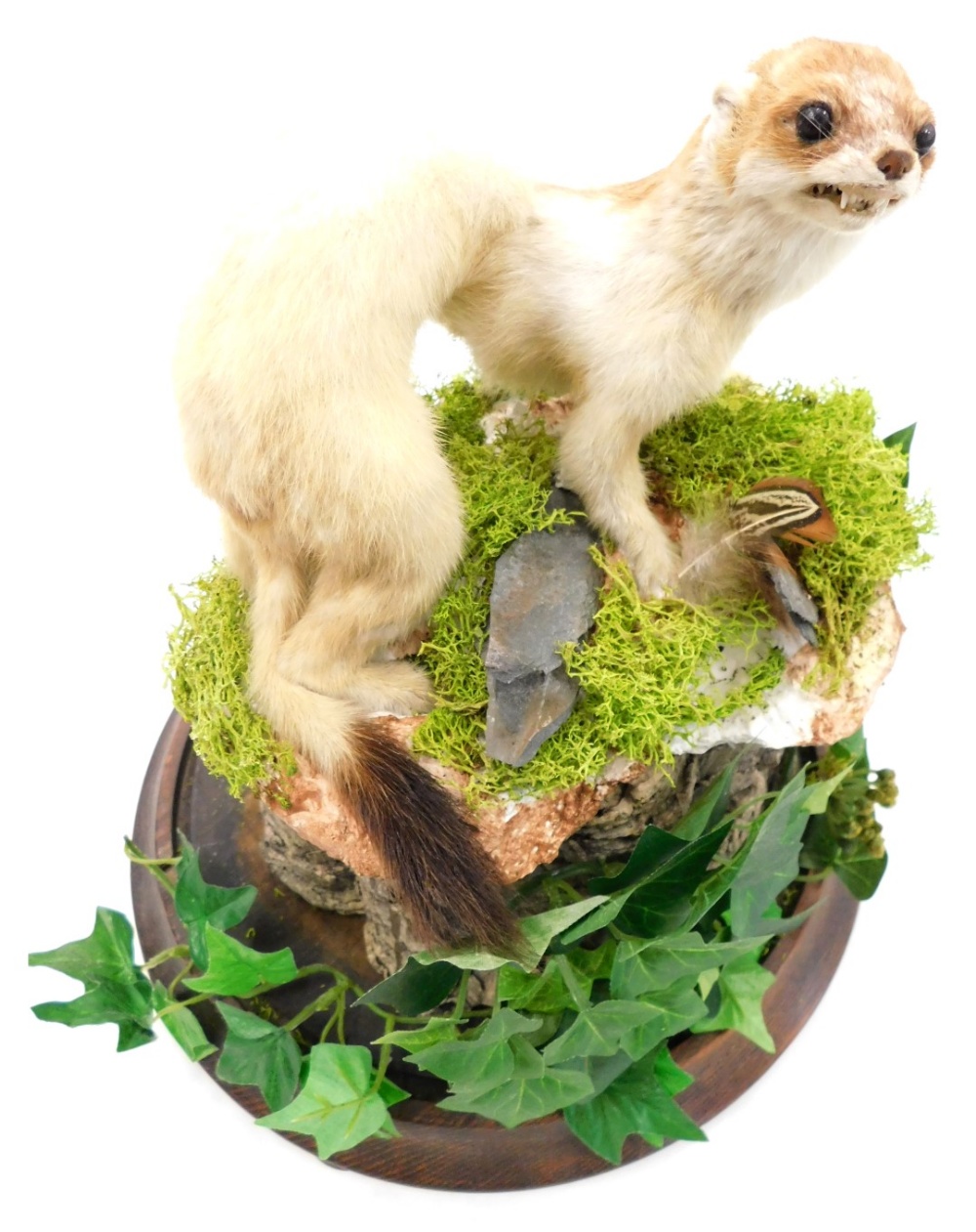 Taxidermy specimen of a stoat, with winter coat, mounted on a tree stump with naturalistic foliage,