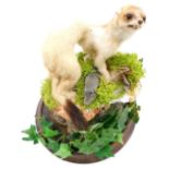 Taxidermy specimen of a stoat, with winter coat, mounted on a tree stump with naturalistic foliage,