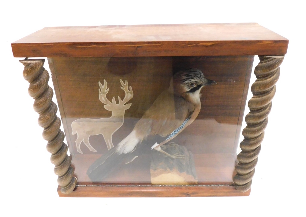Taxidermy specimen of a jay, mounted on a log, within a glazed case, 39cm wide, 34cm high, 13.5cm de