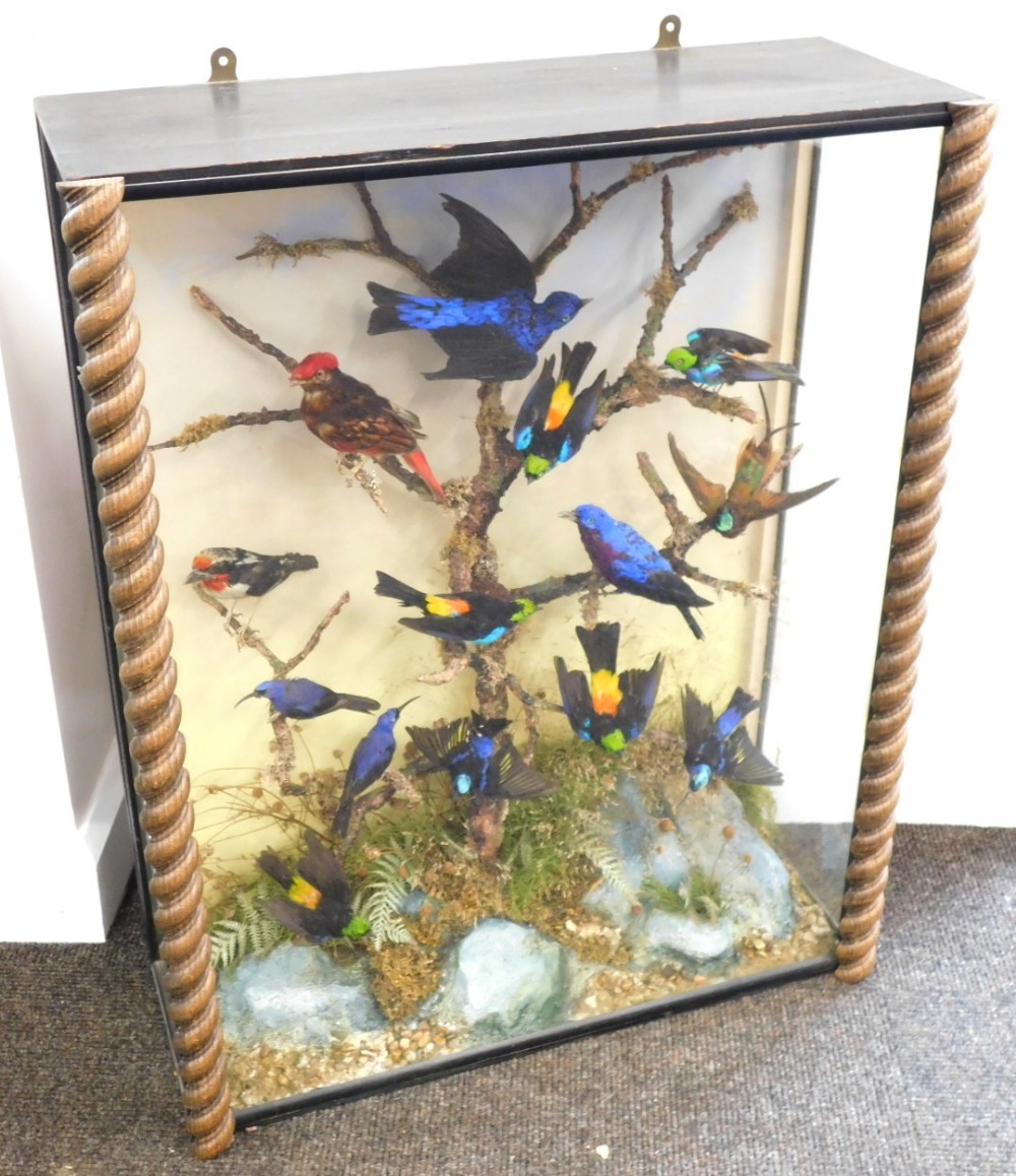 Taxidermy case of fourteen mixed exotic bird specimens, mounted on a branch within naturalistic drie