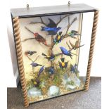 Taxidermy case of fourteen mixed exotic bird specimens, mounted on a branch within naturalistic drie