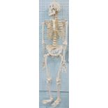 A modern anatomical full skeleton, a science aid with articulated limbs, 148cm high.