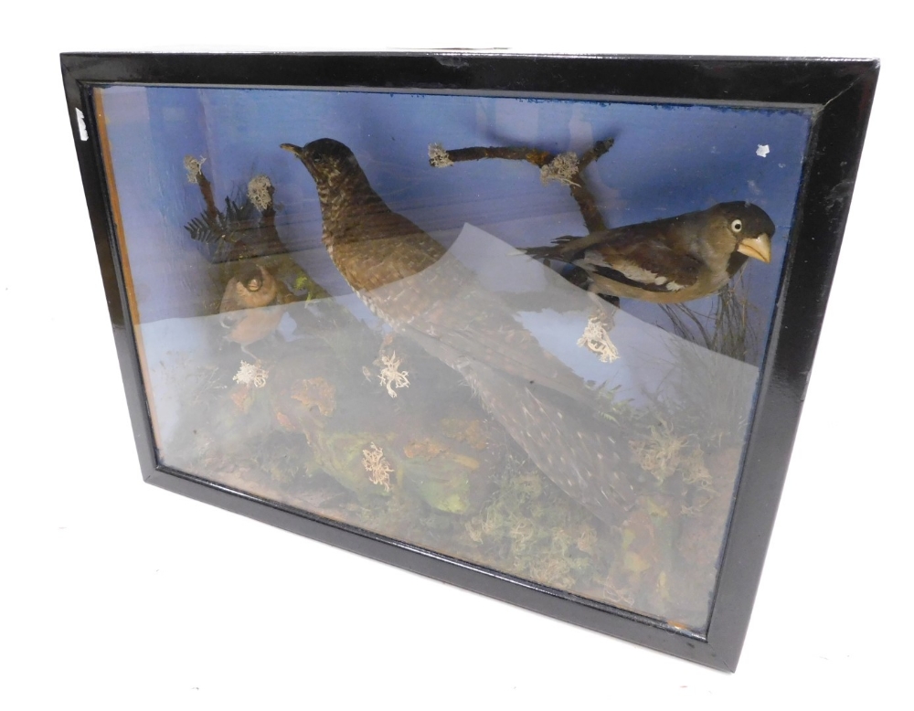 Taxidermy specimens of a cuckoo, hawfinch and bullfinch, within a naturalistic setting of moorland b