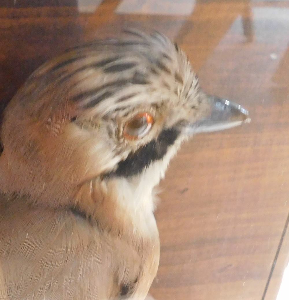 Taxidermy specimen of a jay, mounted on a log, within a glazed case, 39cm wide, 34cm high, 13.5cm de - Bild 2 aus 3