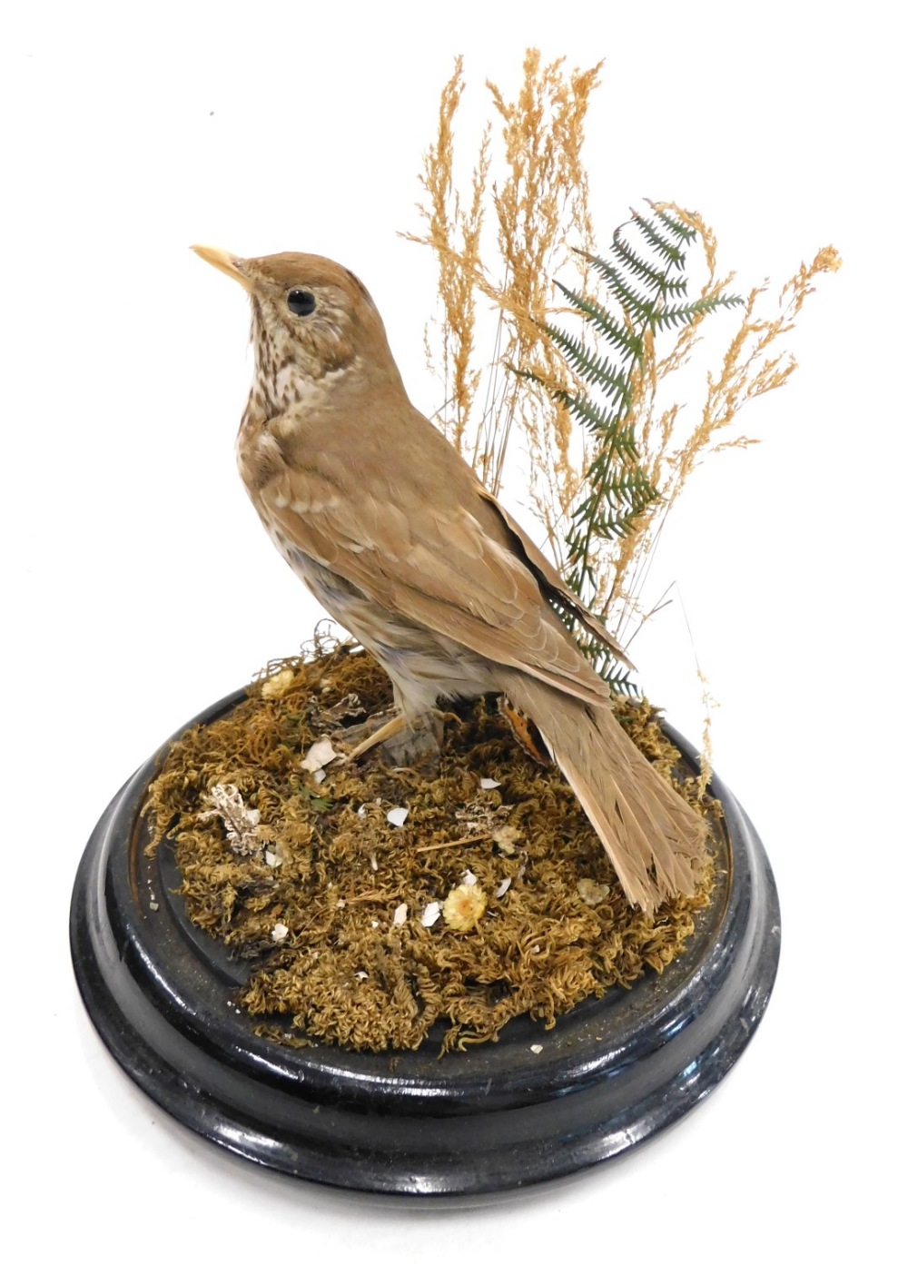 Taxidermy specimen of a song thrush, in a naturalistic setting, within a glazed dome, with and eboni