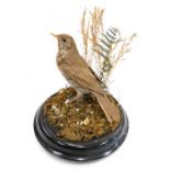 Taxidermy specimen of a song thrush, in a naturalistic setting, within a glazed dome, with and eboni