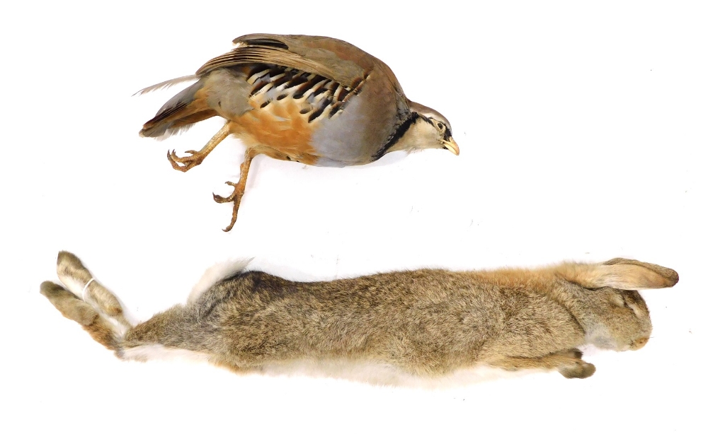 Taxidermy specimens of a rabbit and a grey partridge, both in hanging pose. (2)