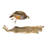 Taxidermy specimens of a rabbit and a grey partridge, both in hanging pose. (2)