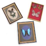 Taxidermy cased butterflies, Paris Peru, various others. (3 cases)