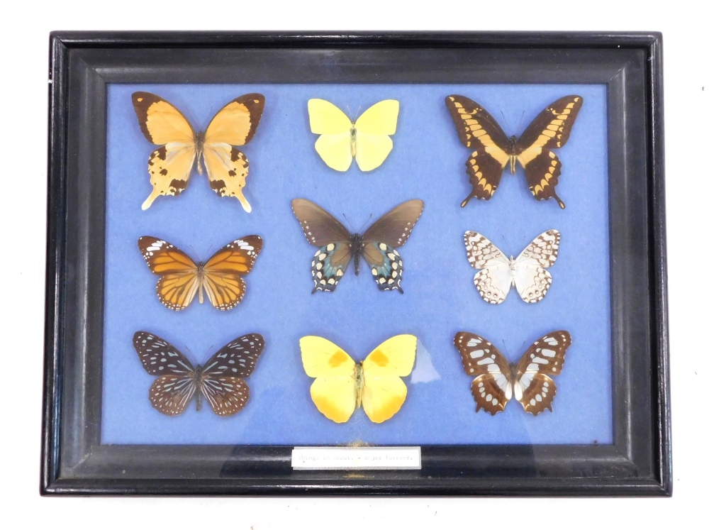 An ebonised glazed case of tropical butterflies, 30.5cm x 40.5cm