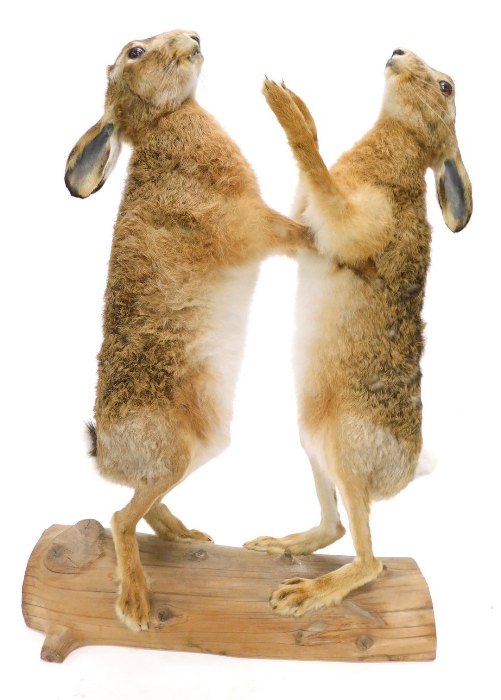 Taxidermy specimens of two 'boxing' Hares, mounted on a half log, 72cm high 52.5cm wide